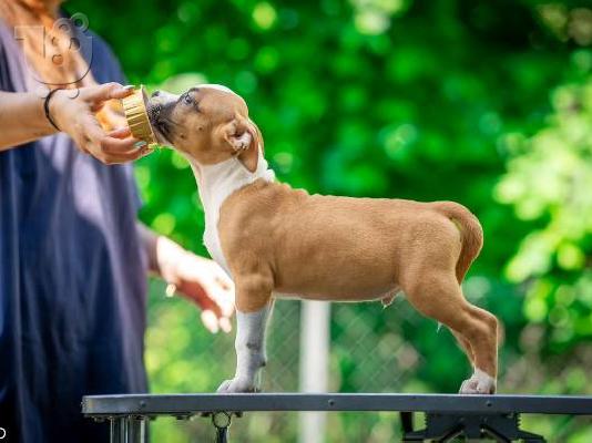 PoulaTo: Κουτάβια American Staffordshire Terrier